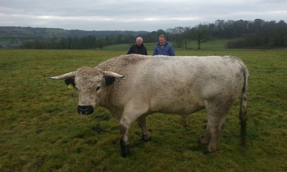 The famous White Park cattle at Dinefwr ©National Trust